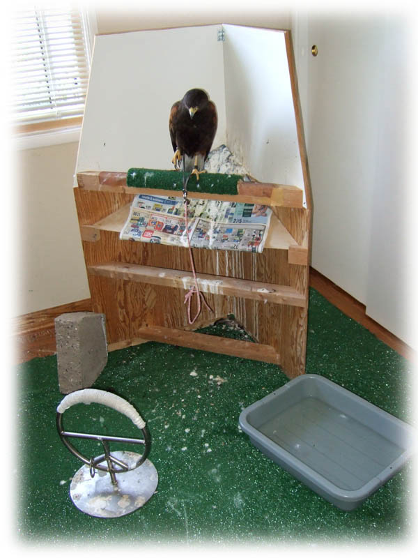 Falconry Mews Requirements