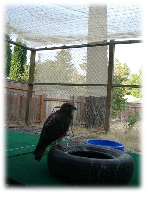 Falconry Mews Requirements