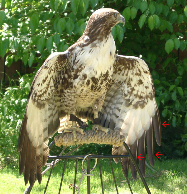 Terminology New York State Falconry Association