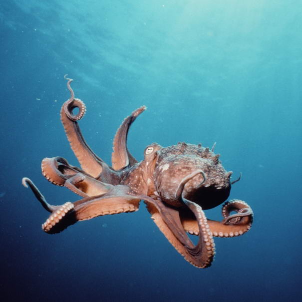 10 Most Intelligent Animals