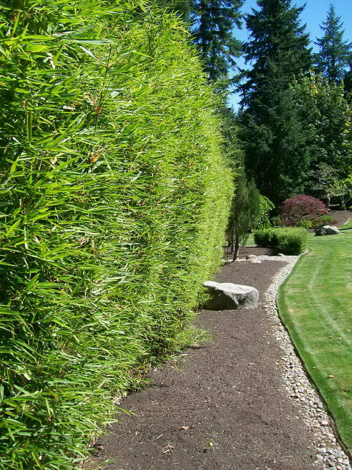 10 Most Practical Ways To Improve Your Garden With Minimum Effort