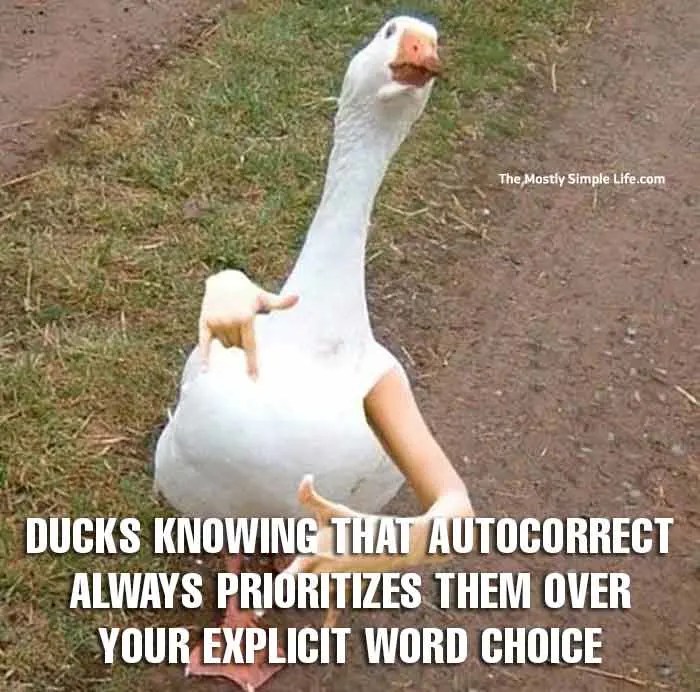 Top 50 Most Upvoted Duck Jokes [with Funny Duck Memes]