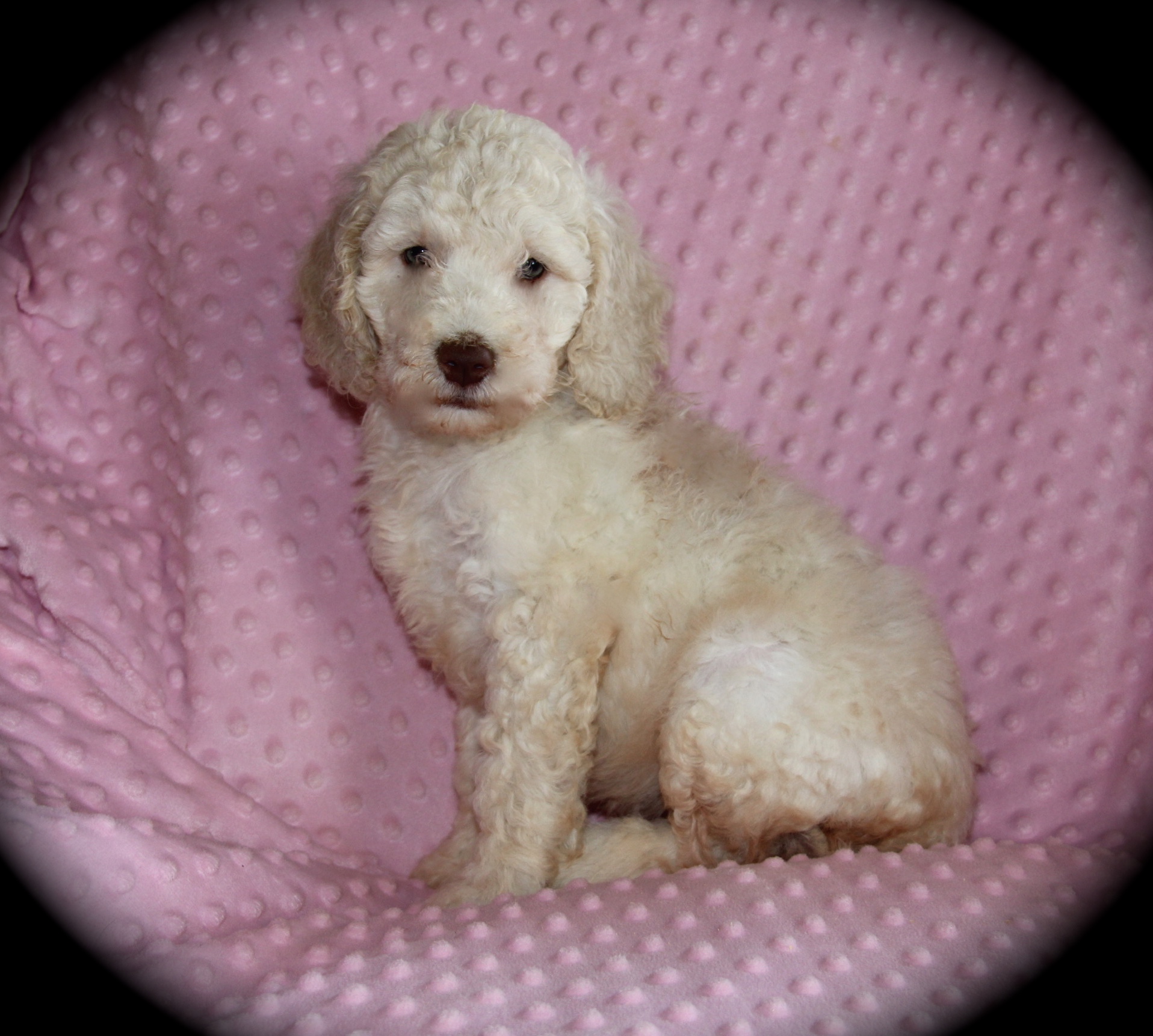 The Moyen Poodle Premium Moyen Poodle Puppy Breeder in Texas!