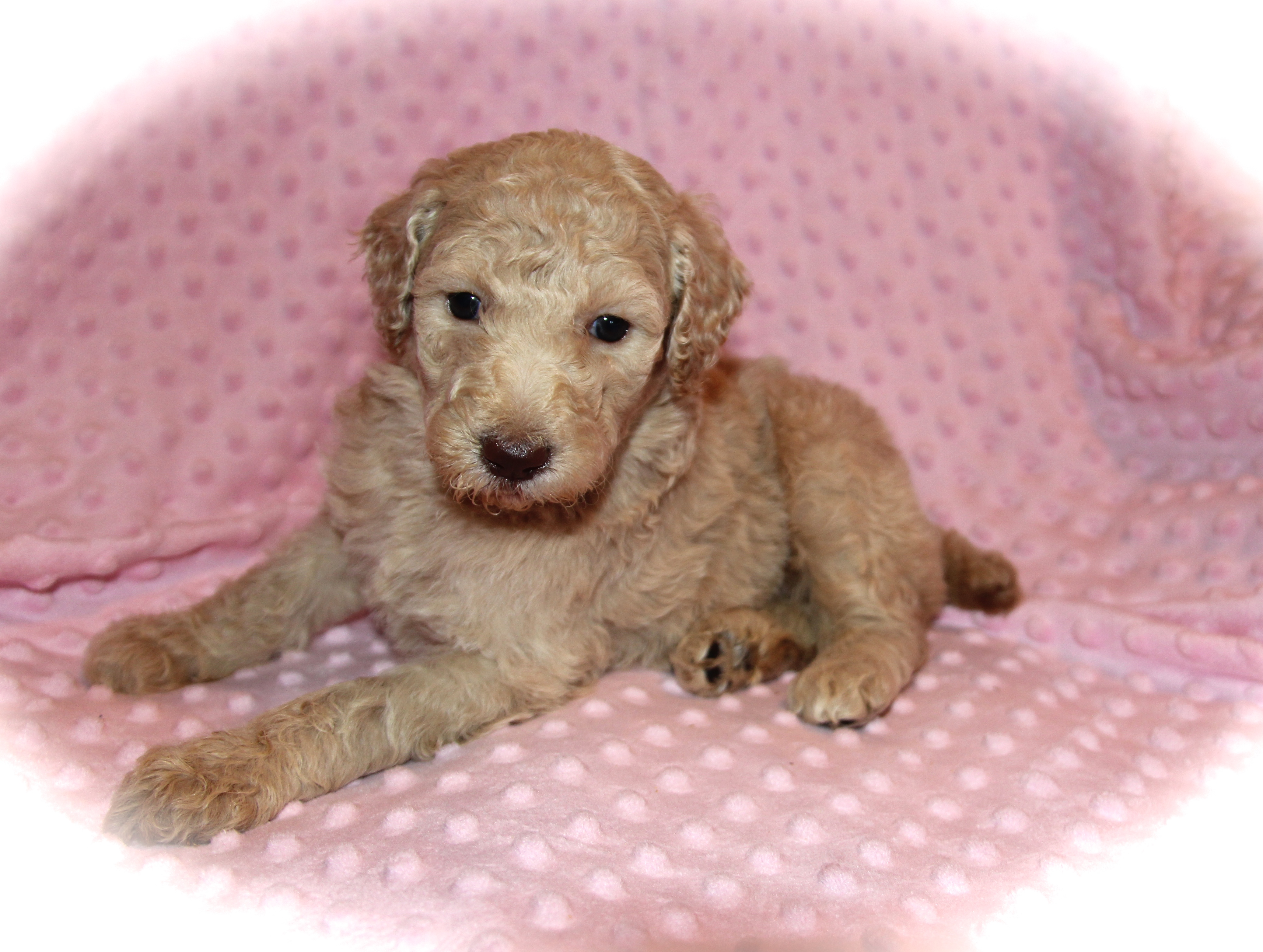 The Moyen Poodle Premium Moyen Poodle Puppy Breeder in Texas!
