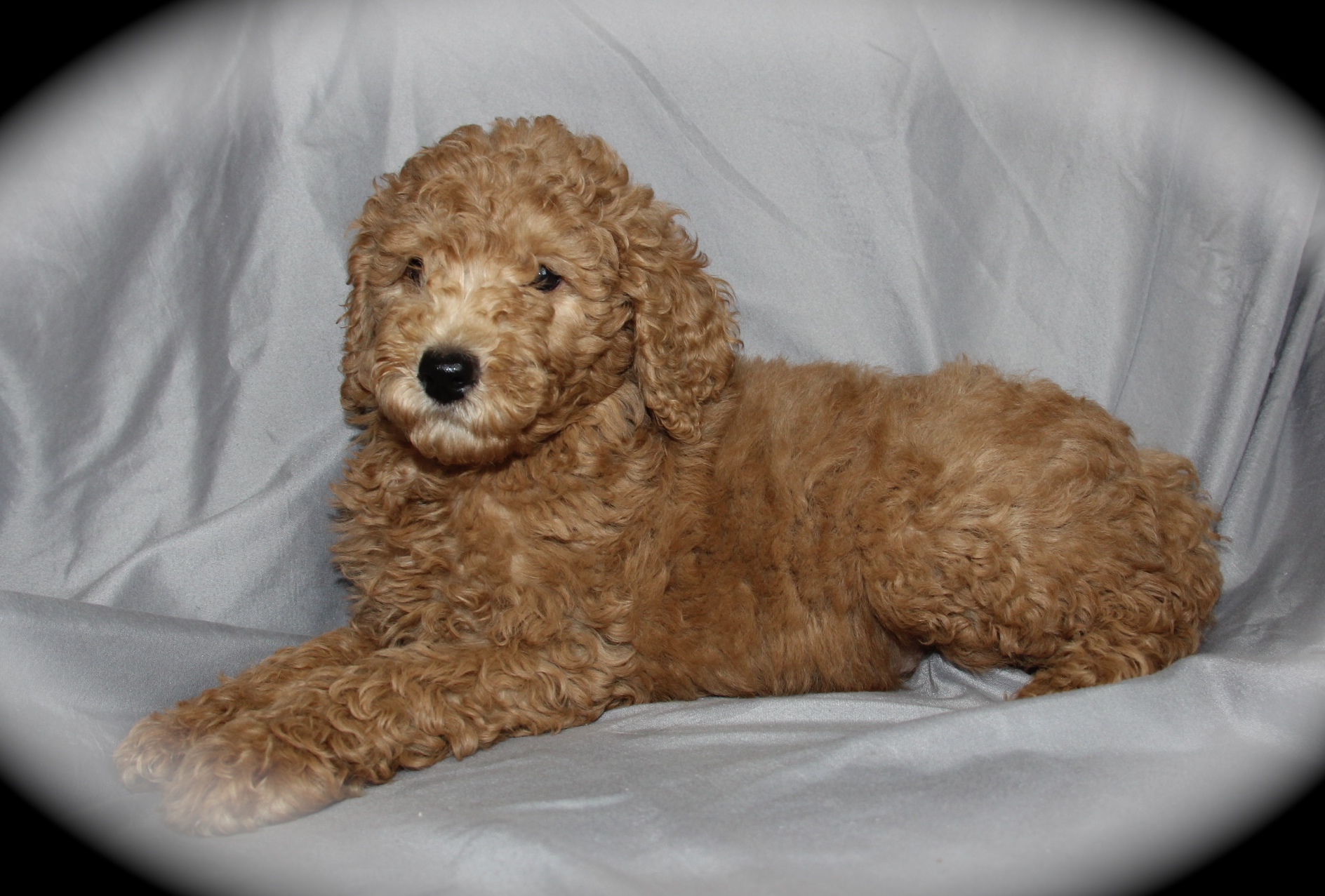 The Moyen Poodle Premium Moyen Poodle Puppy Breeder in Texas!