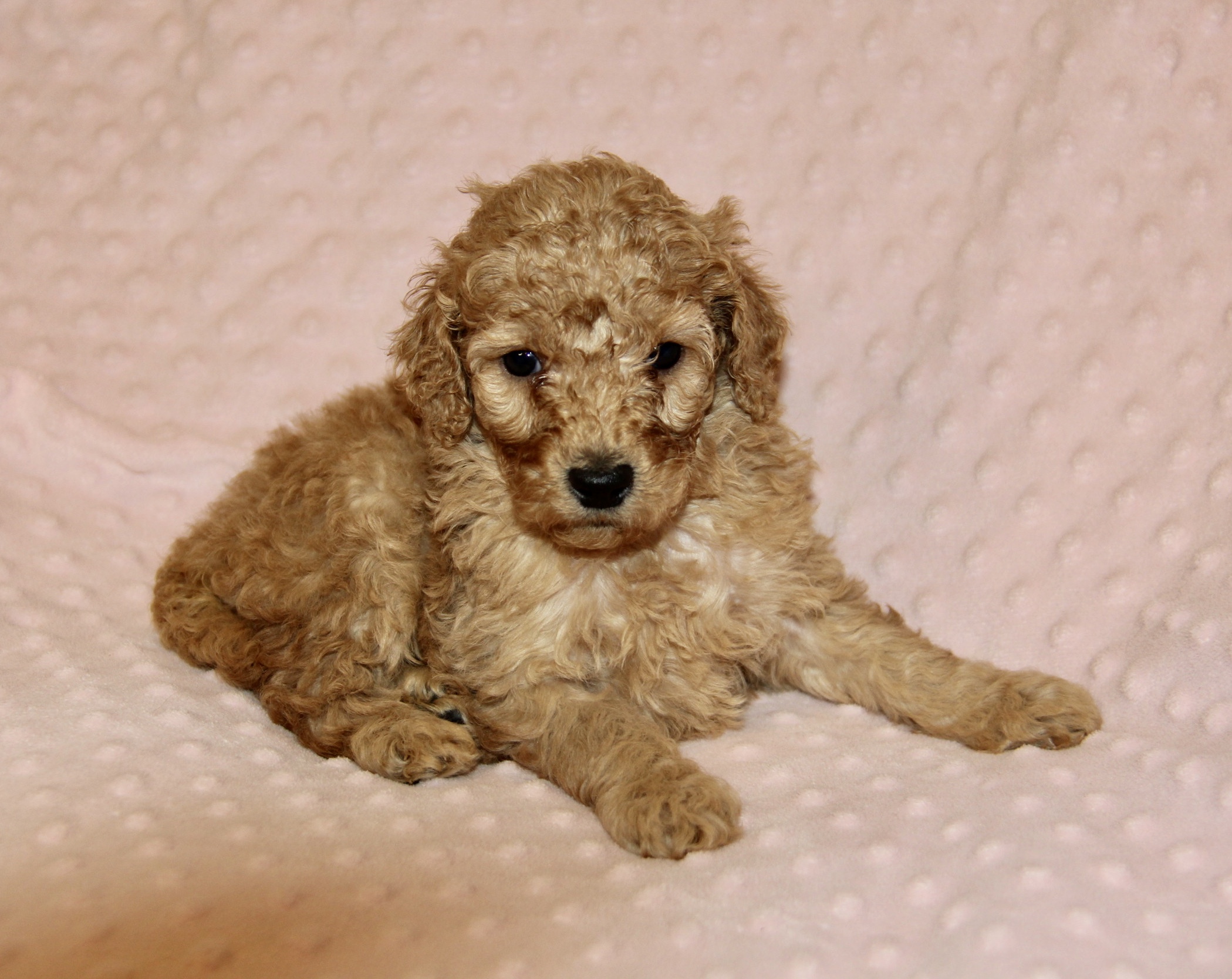 The Moyen Poodle Premium Moyen Poodle Puppy Breeder in Texas!