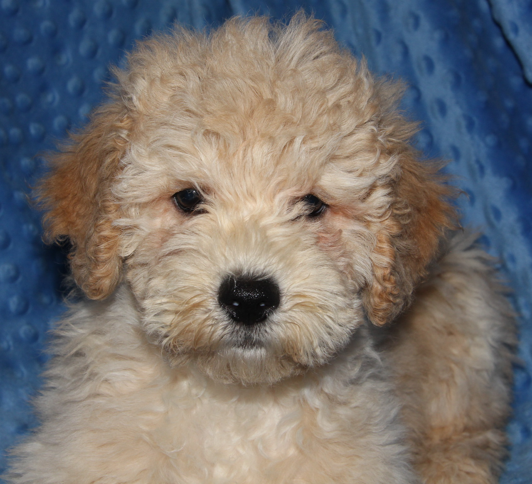 The Moyen Poodle Premium Moyen Poodle Puppy Breeder in Texas!