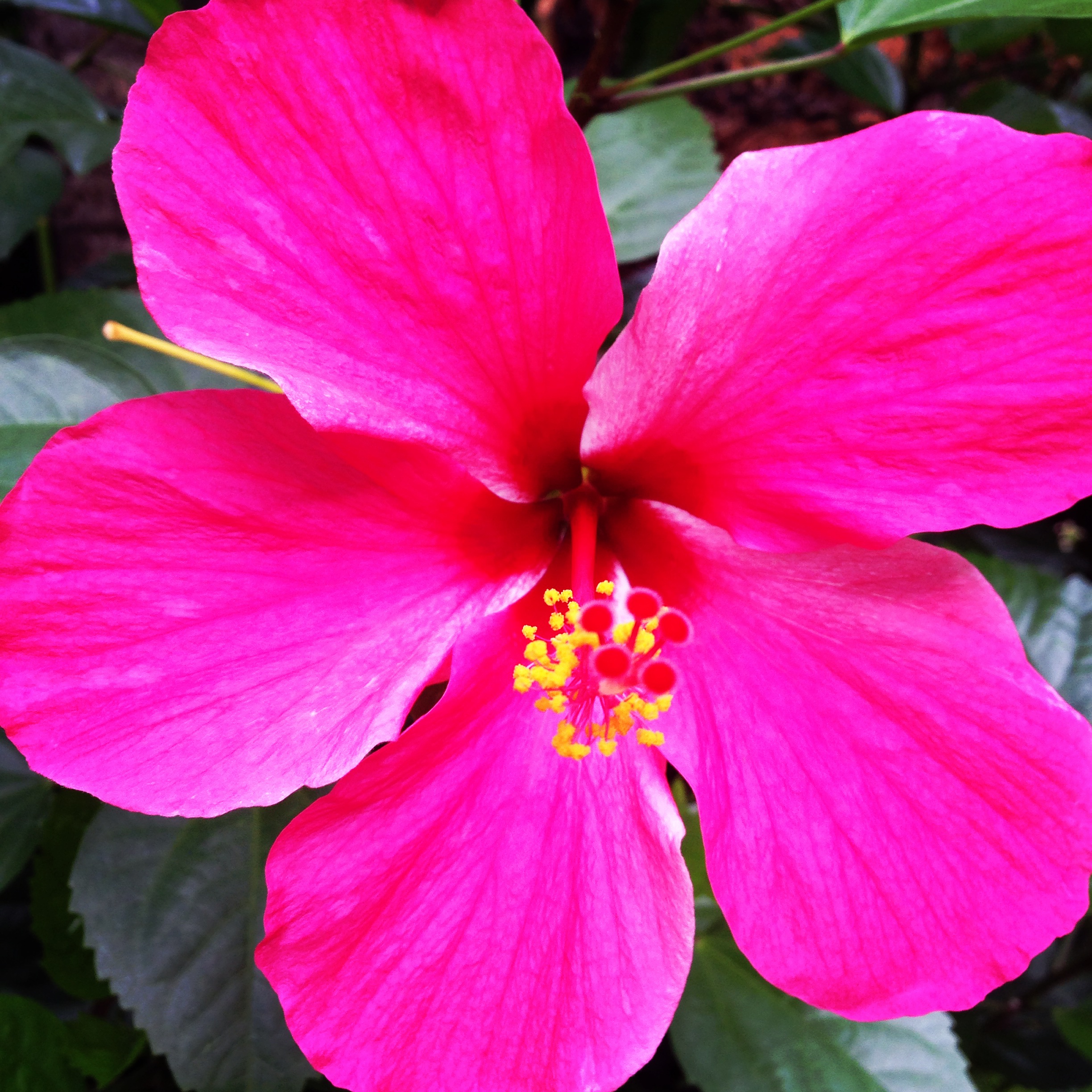 Hanoi rocks The Mum Blog