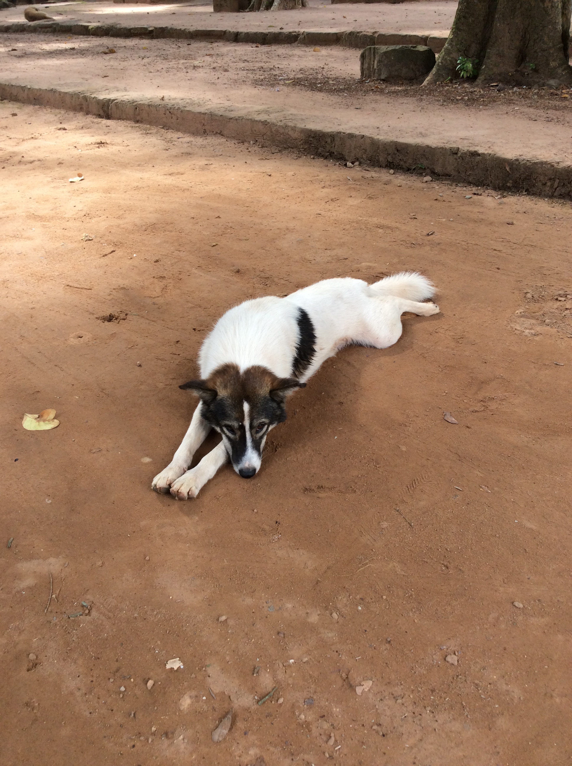 Cambodia pets The Mum Blog