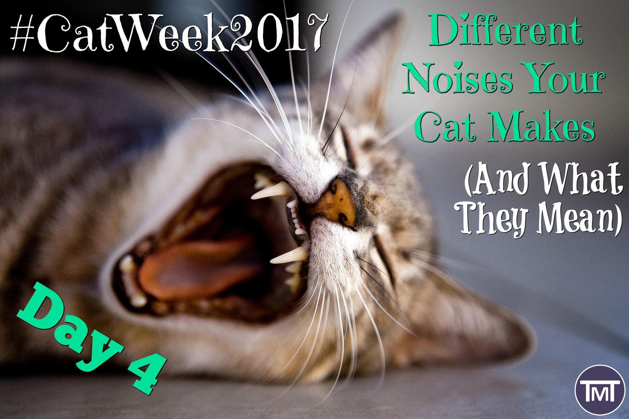 Different Noises Your Cat Makes (And What They Mean) The Mummy Toolbox