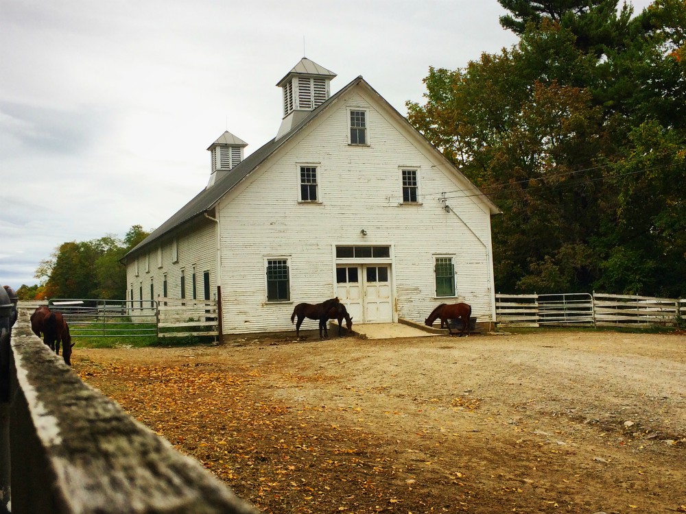 Horse Farm » The Muse Life