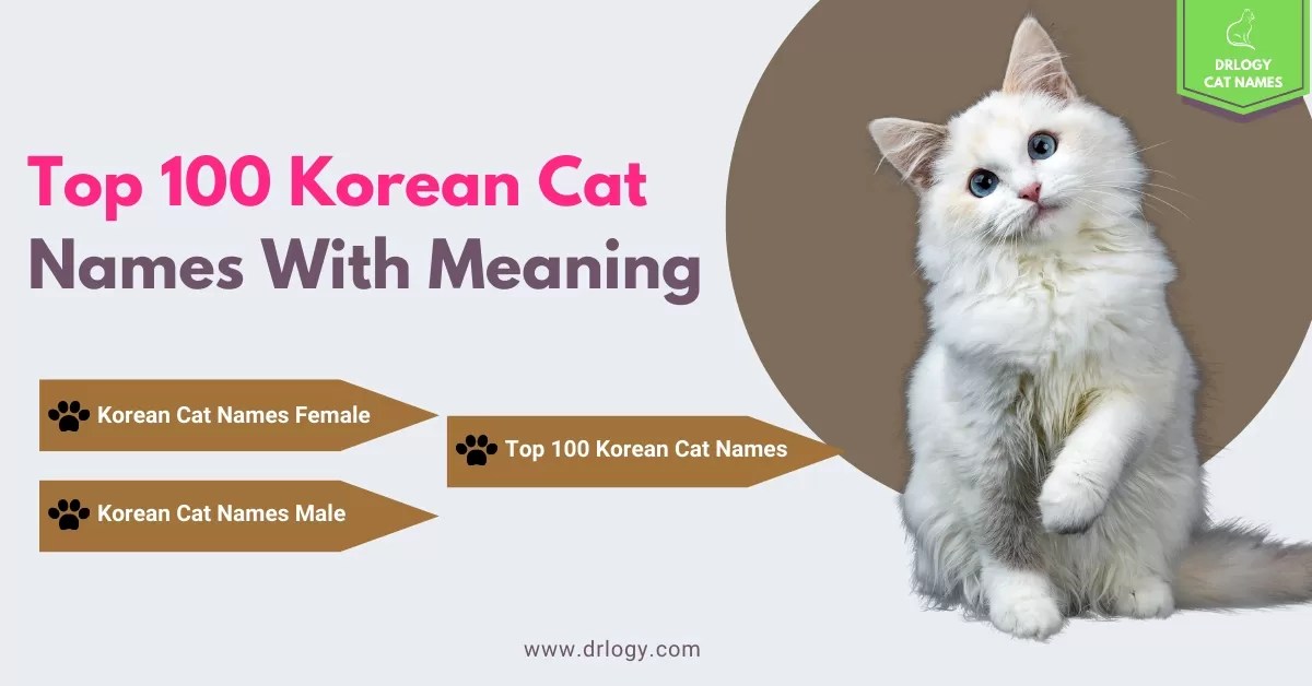 Best korean name for cat