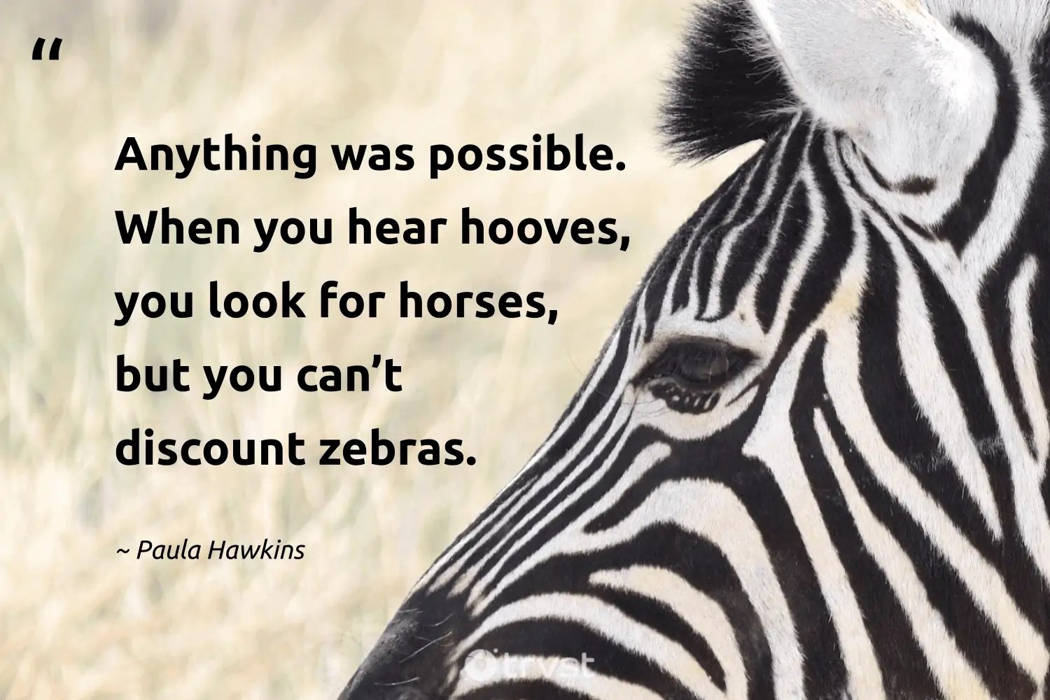 Best zebra quotes