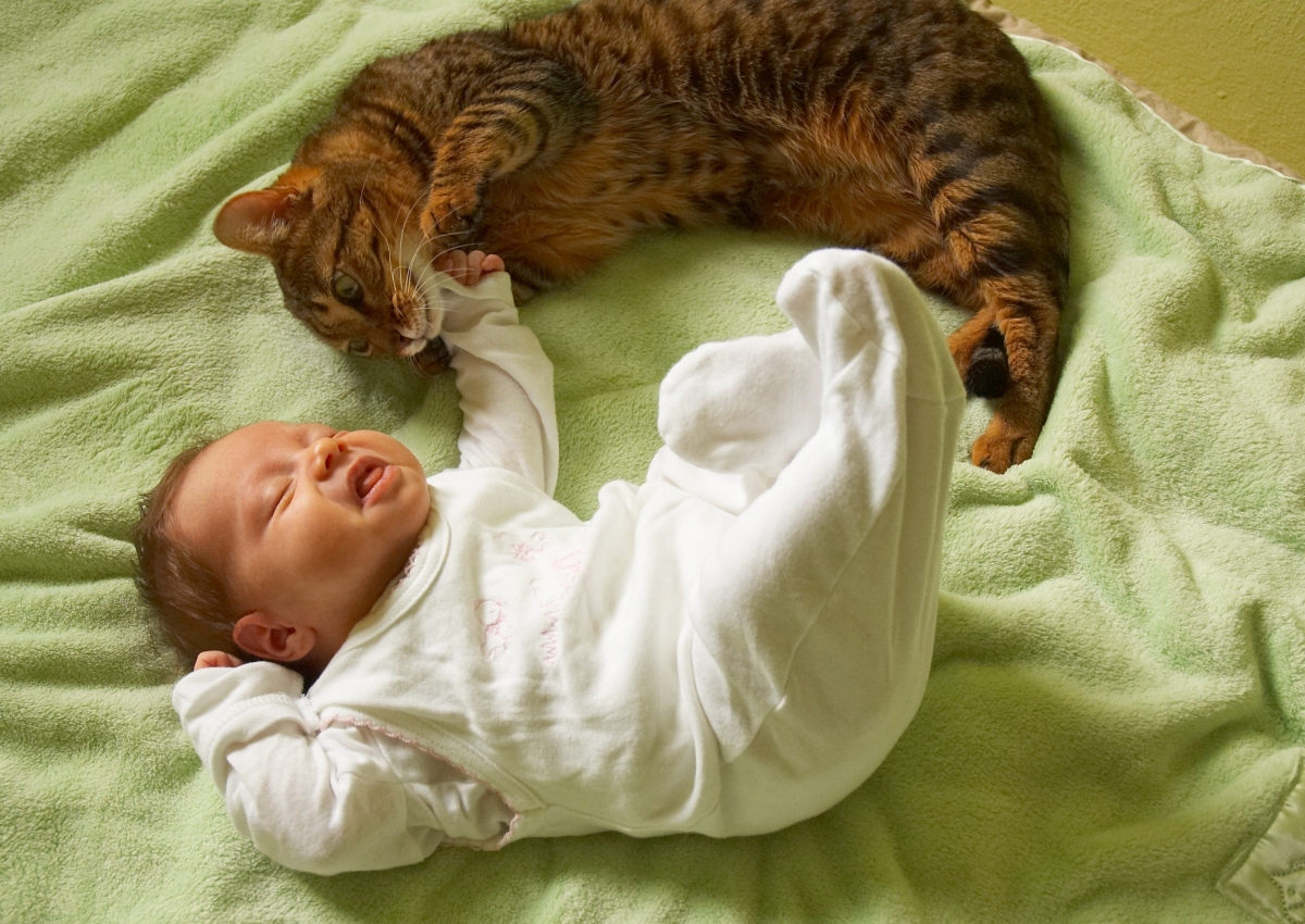 Tests find PFAS in baby products and pet food packaging The New Lede