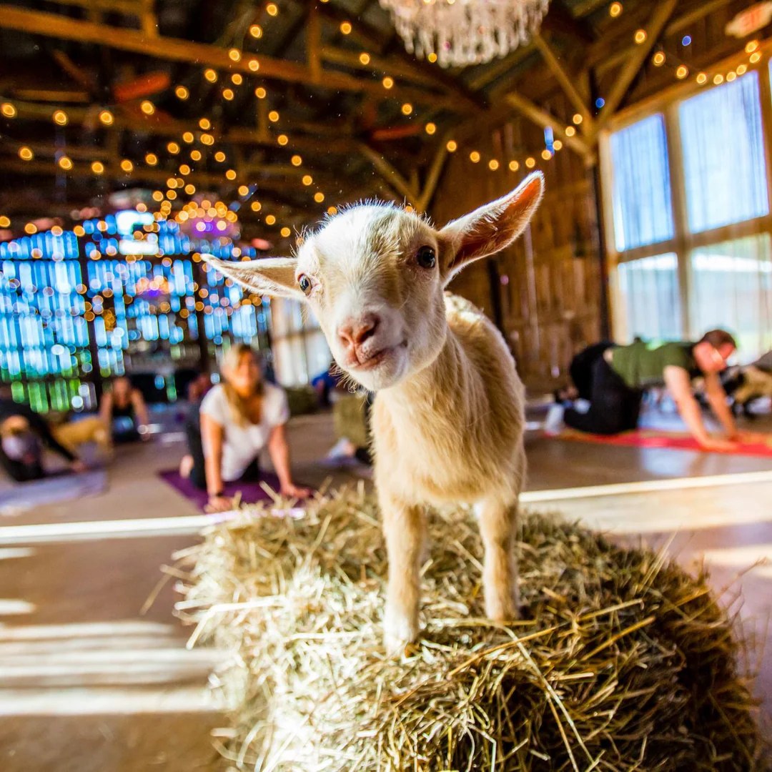 Goat Yoga What is it, And Why You Should Try it!