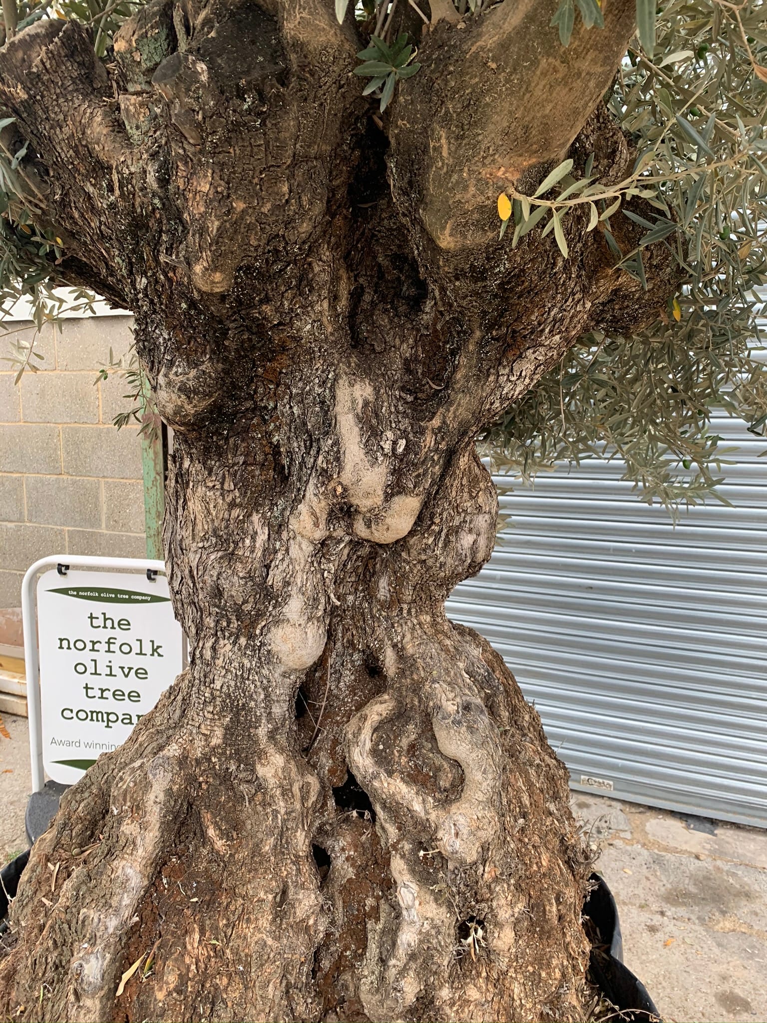 Large olive tree gnarled trunk Tree 583 The Norfolk Olive Tree Company