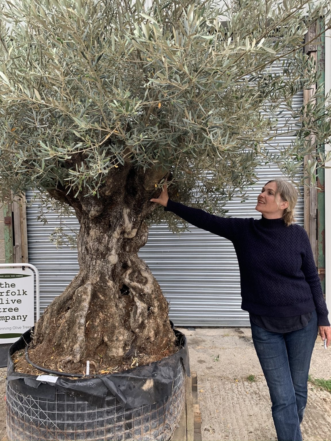 Large olive tree gnarled trunk Tree 583 The Norfolk Olive Tree Company