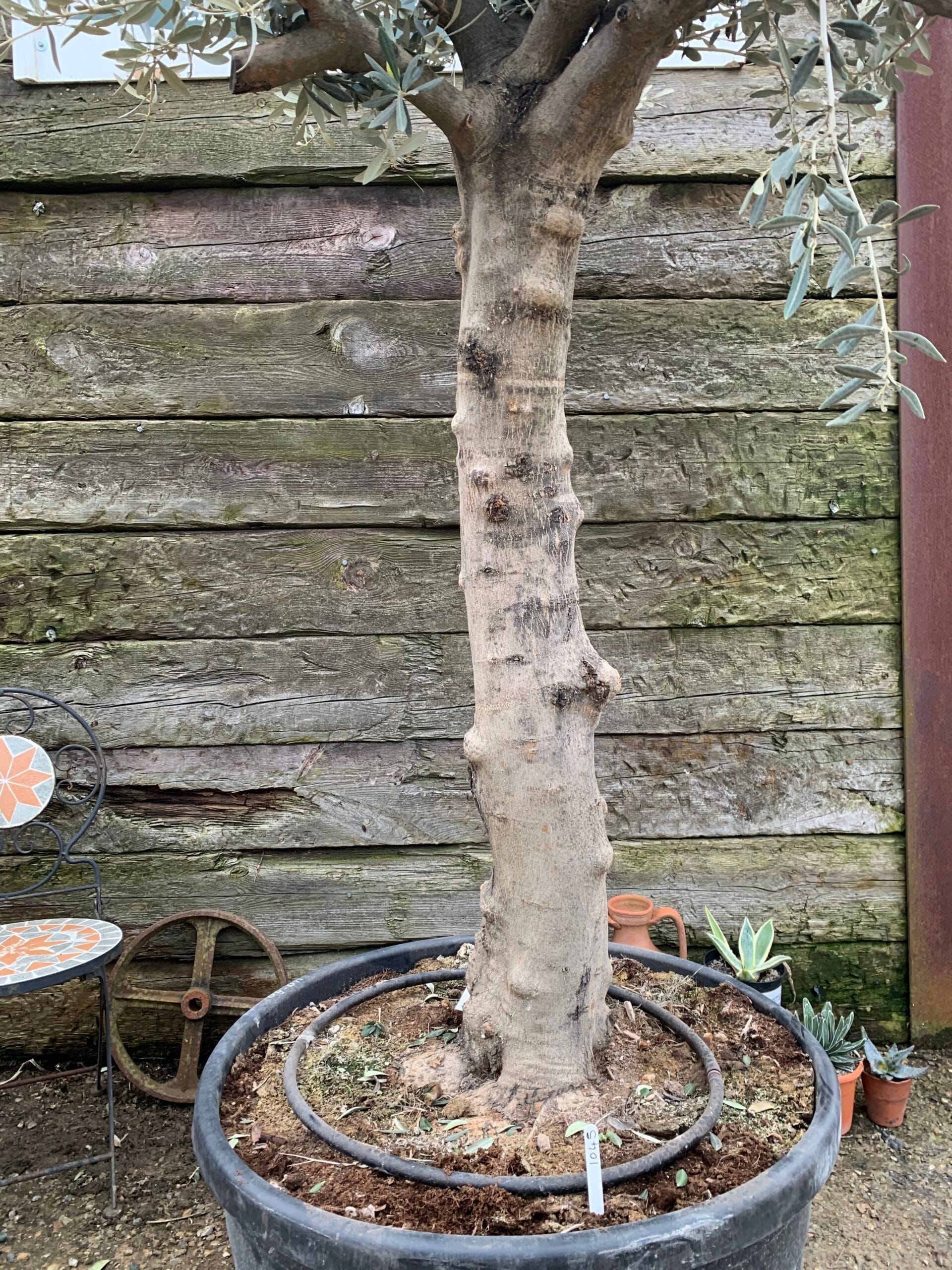 Mature Olive tree 1045 The Norfolk Olive Tree Company