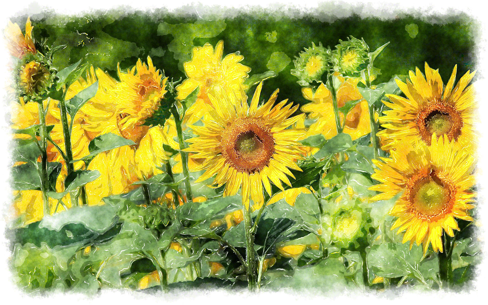 Sunflower watercolor painting Rate my painting Rating