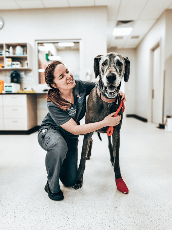 The vet nurse perspective what veterinary nursing is really like