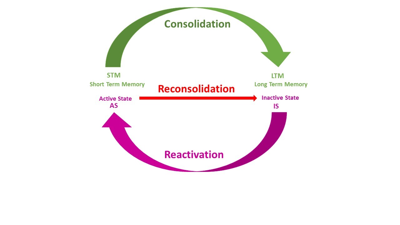Memory Consolidation
