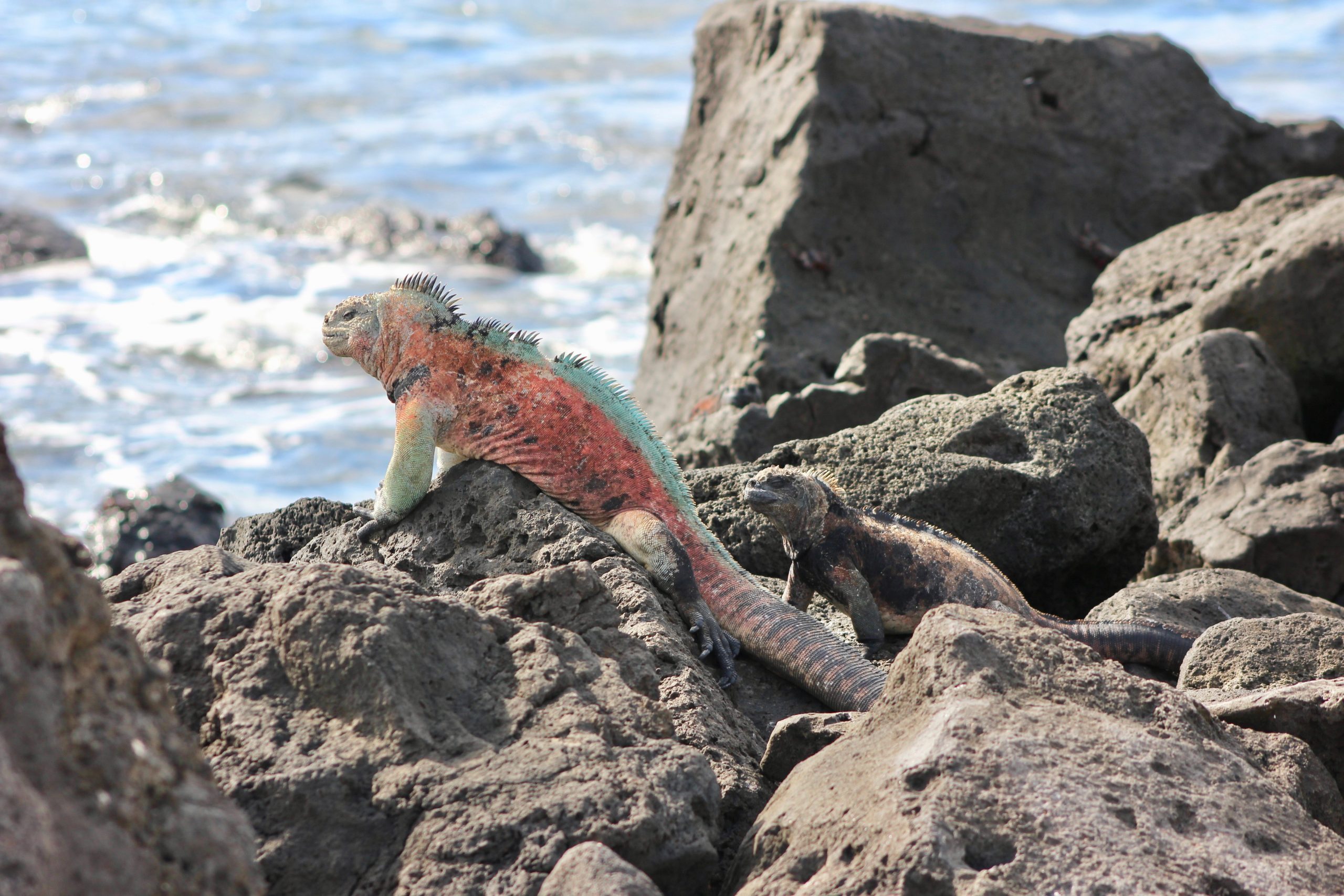 Galapagos Style Clothing What To Pack For Galapagos Cruise