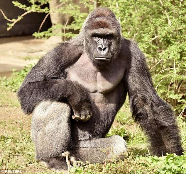 The Panther Cincinnati zoo calls for an end to Harambe memes