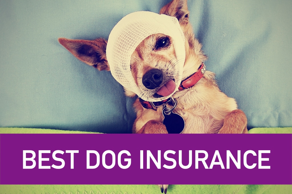 Trazodone For Dogs Dosage Chart [Save Your Pup From Anxiety]