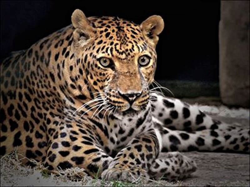 ZooWorld Panama City Beach Activitiy on The Visitor's Maps