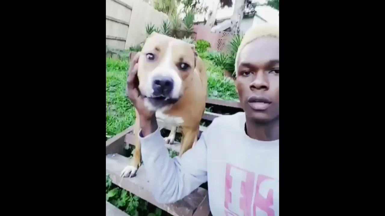 israel adesanya dog video Watch Izzys Adorable Pup in Action! Party