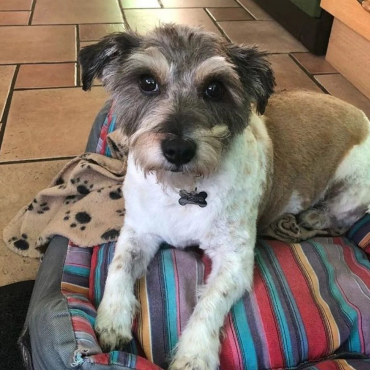 26 Poodles Mixed With Jack Russell Terrier The Paws