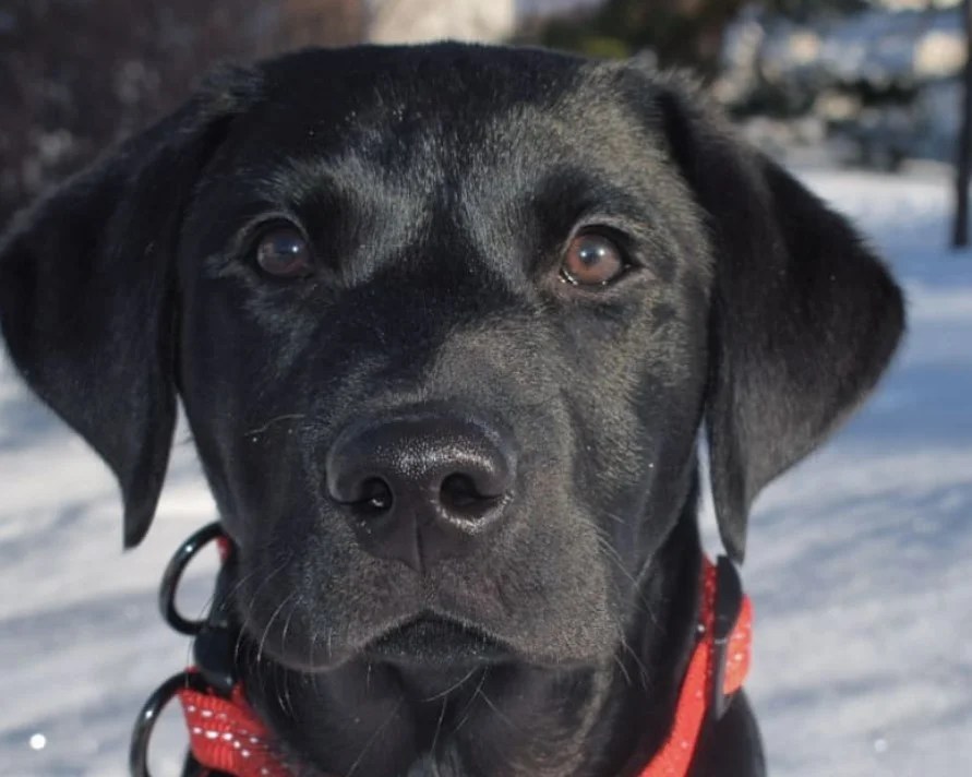 The 16 Cutest CrossBreed Dog Names The Paws