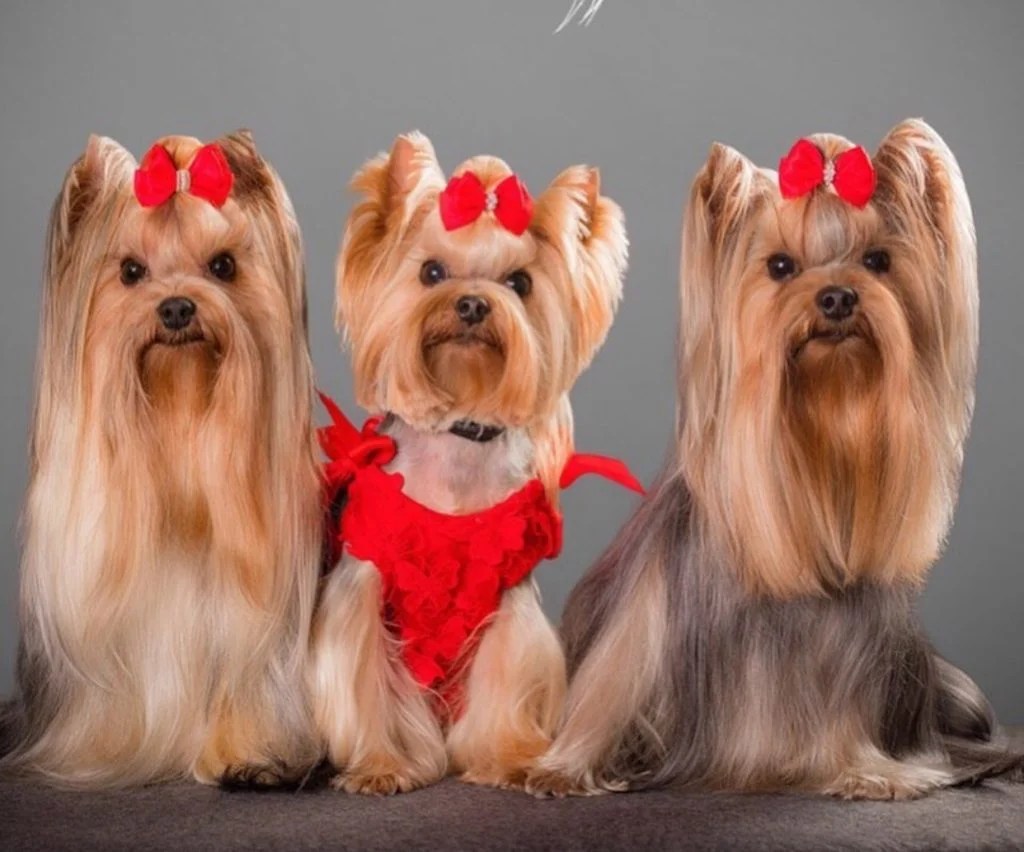 15 Yorkshire Terrier Hairstyle Photos You Will Love The Paws