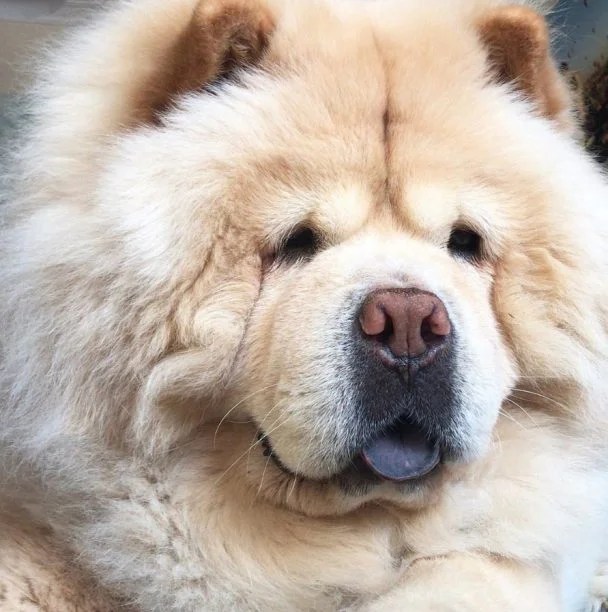 26 Things Chow Chows Should Never Eat The Paws