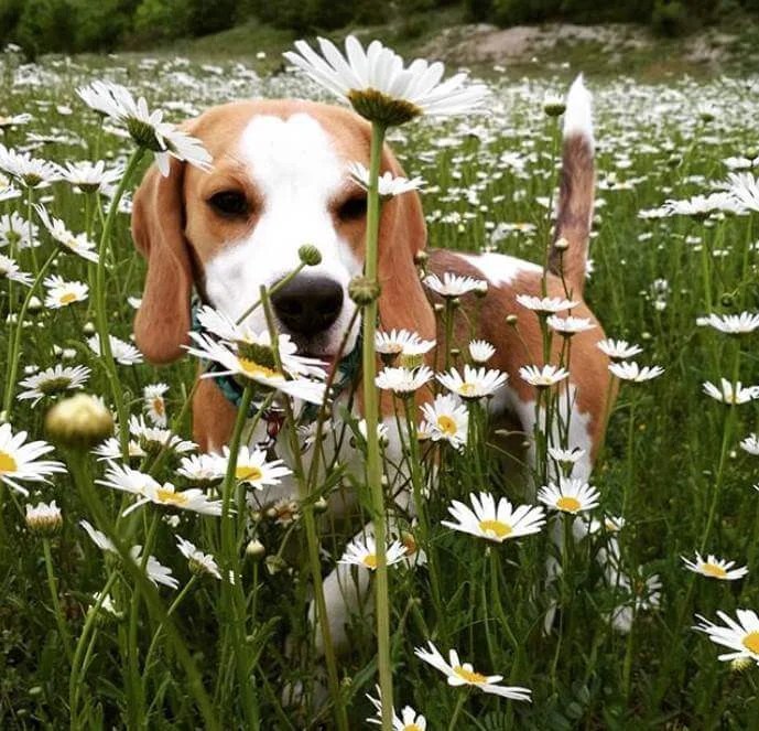 Best 190 Country Dog Names Male & Female Names The Paws