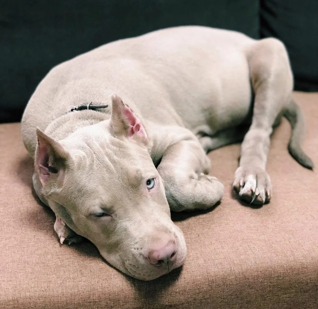 14 Photos Of Beautiful Pit Bulls That Will Melt Your Cold, Unloving