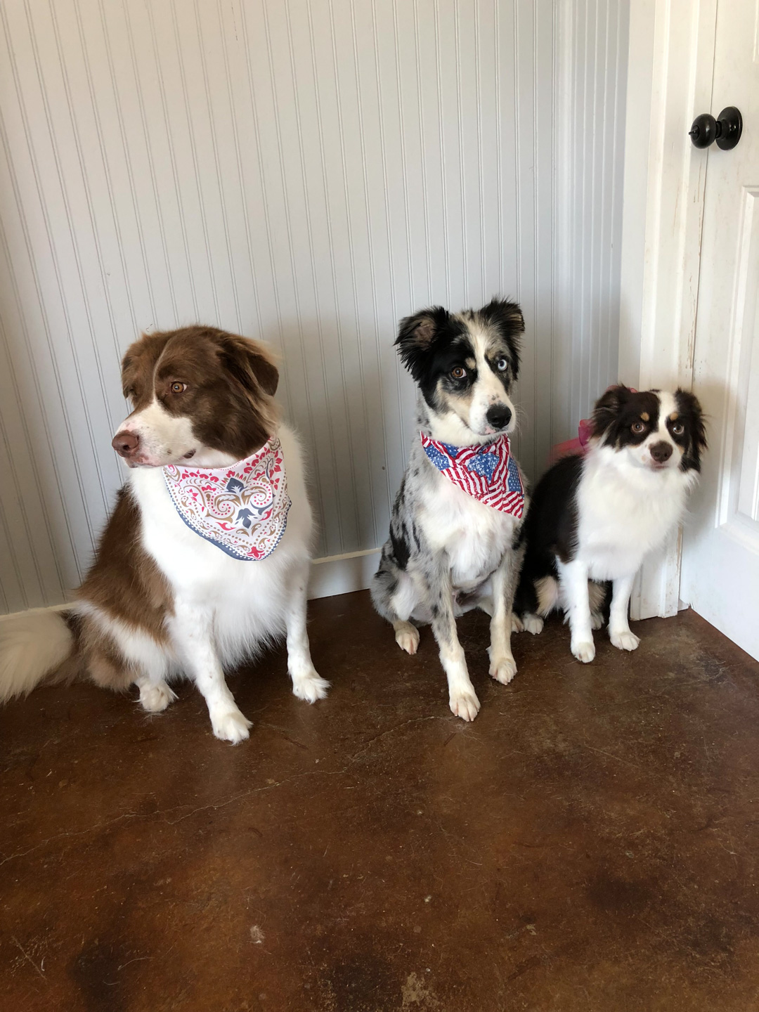 New Braunfels’ Only KennelFree Dog Salon The Paw Spa