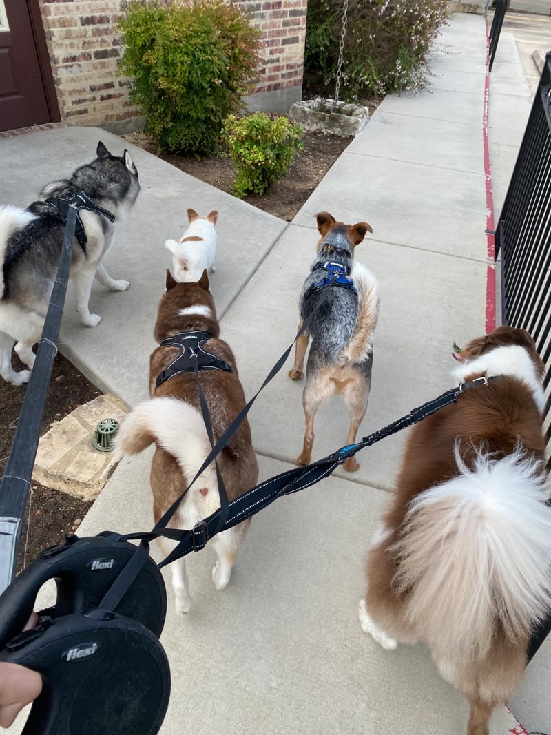 New Braunfels’ Only KennelFree Dog Salon The Paw Spa