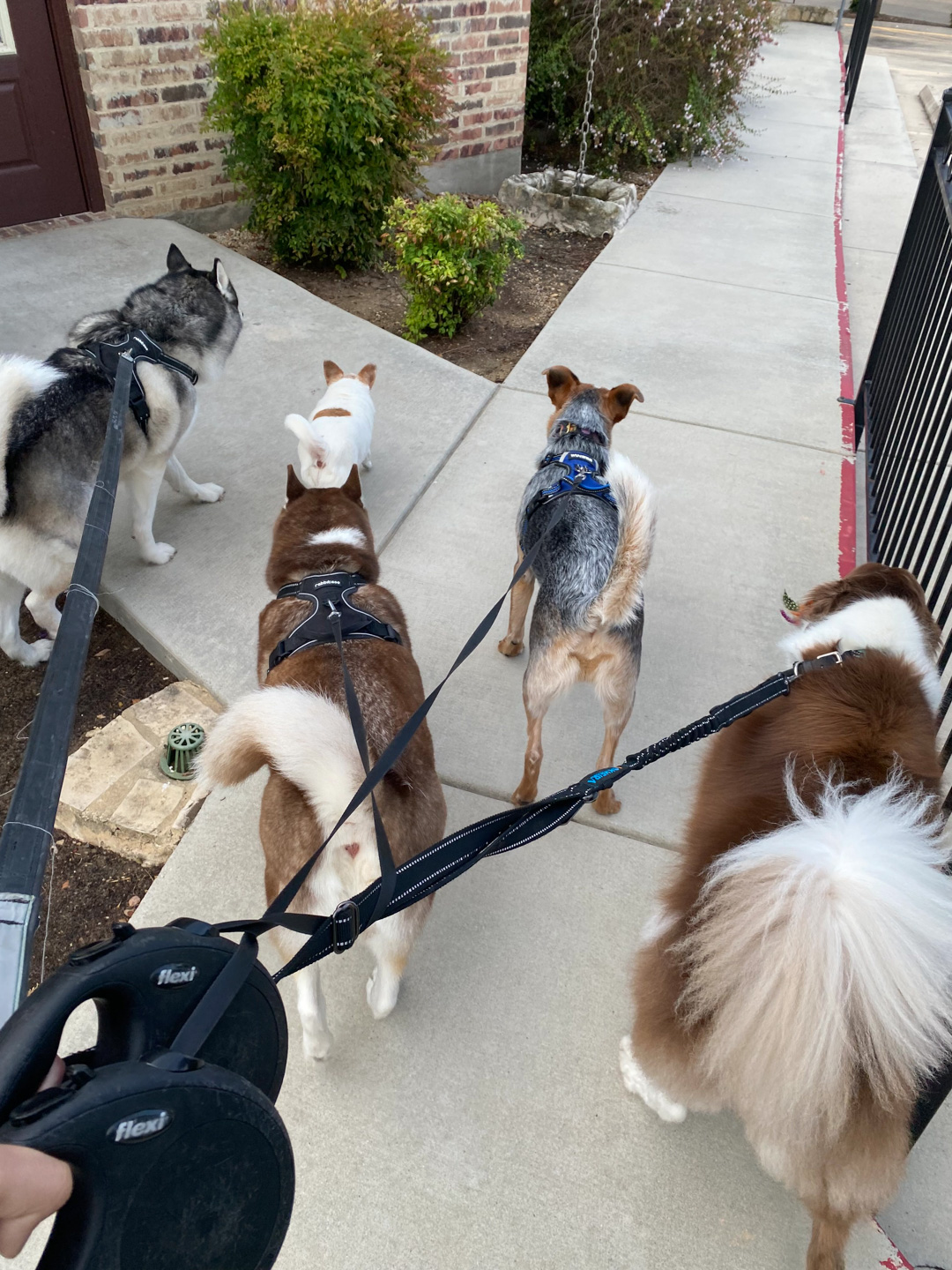 New Braunfels’ Only KennelFree Dog Salon The Paw Spa