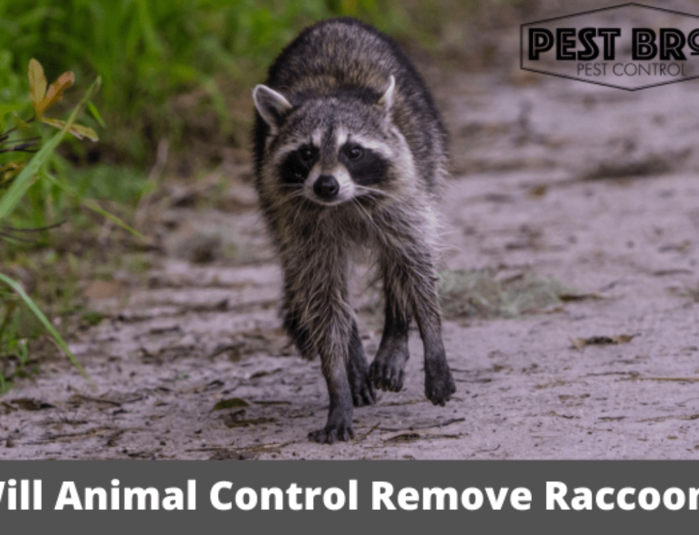 Will Local Animal Control Handle Opossums