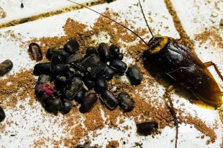What Does A Cockroach Nest Look Like? How To Get Rid Of A Roach Nest