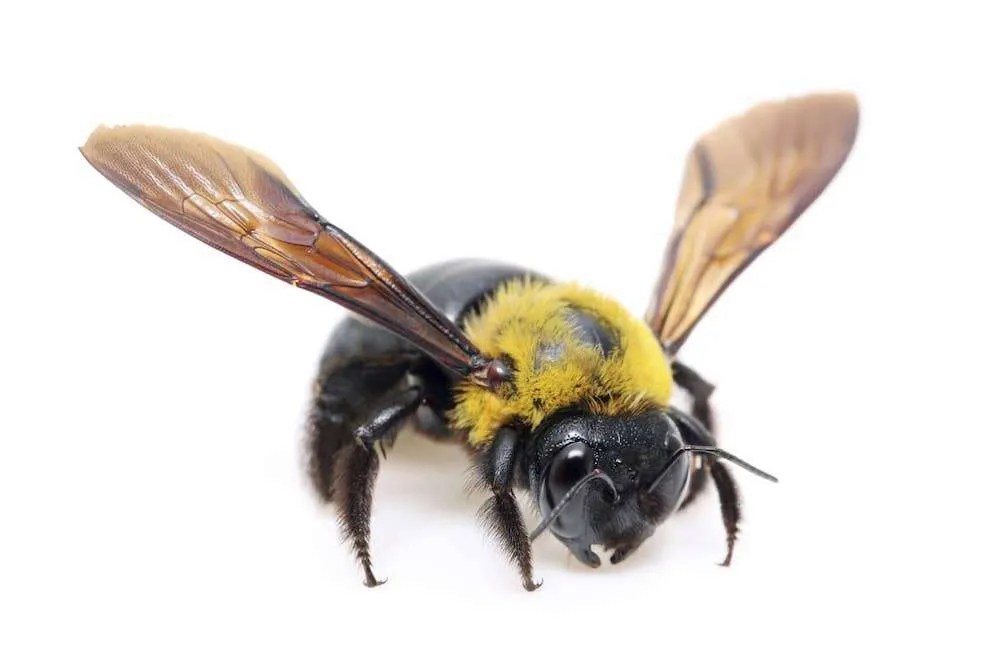 Carpenter Bees Vs Wasps Differences and Identification The Pest