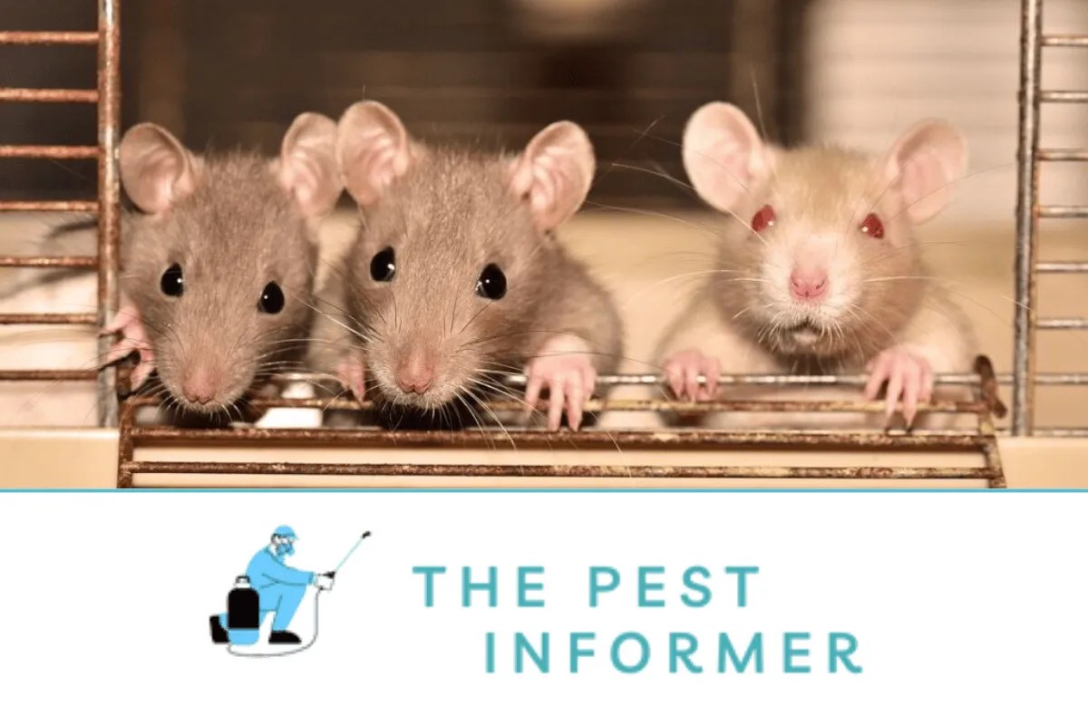 How To Get Rid of Rats and Prevent Them From Coming Back!