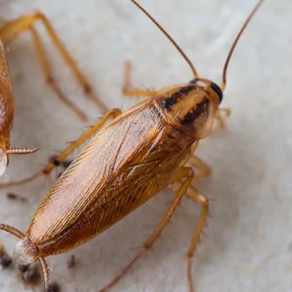 All 32+ Stock Images show me a picture of a german cockroach Completed