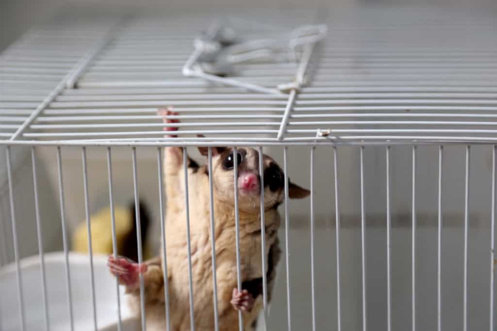 Do Sugar Gliders Make Good Pets? What You Should Know! The Pet Savvy