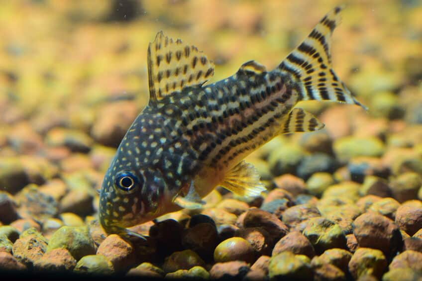 12 Best Beginner Fish For Freshwater Aquariums The Pet Savvy