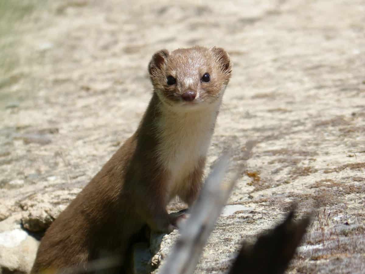 Weasel VS Ferret 8 Differences (With Pictures) The Pet Savvy