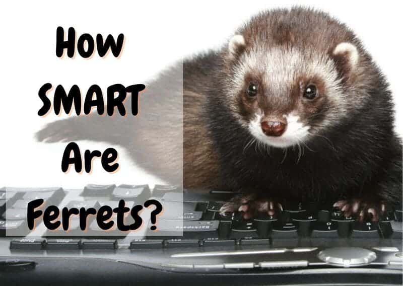 Are Ferrets Smart? Ferret Intelligence 101 The Pet Savvy