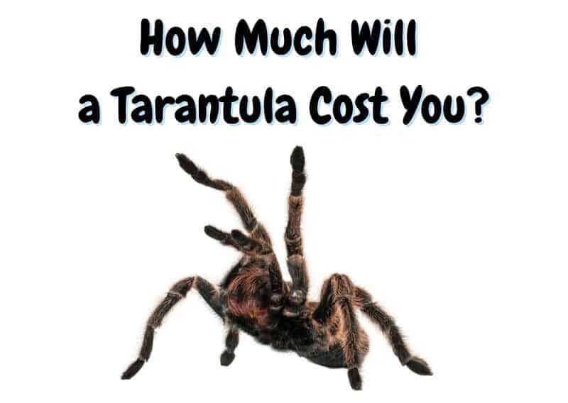 How Much Does A Tarantula Cost? (2022 update) The Pet Savvy