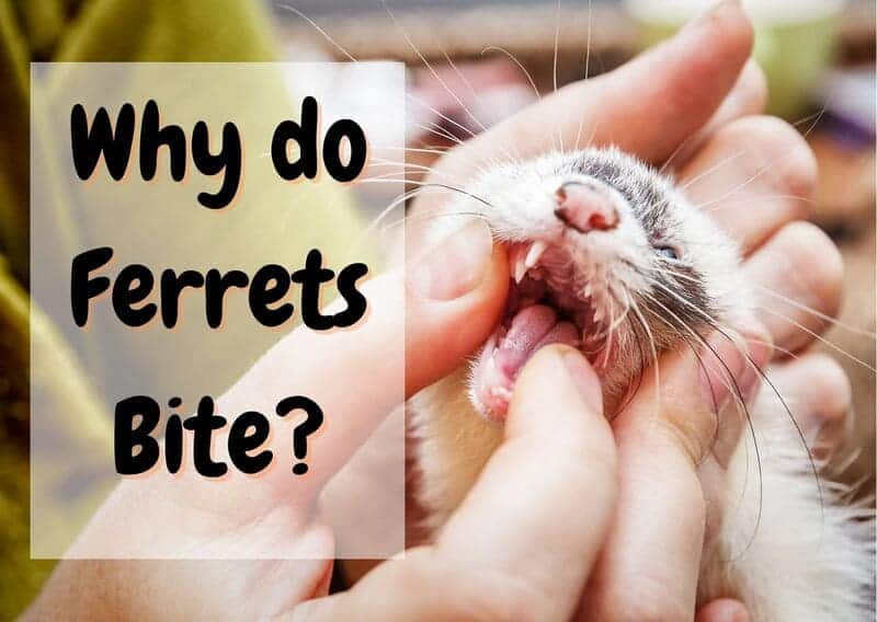 Do Ferrets Bite? Yes Here are 5 Tips To Stop The Naughty Habit The